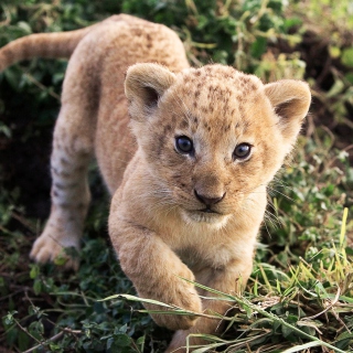 Baby Lion - Obrázkek zdarma pro iPad 3