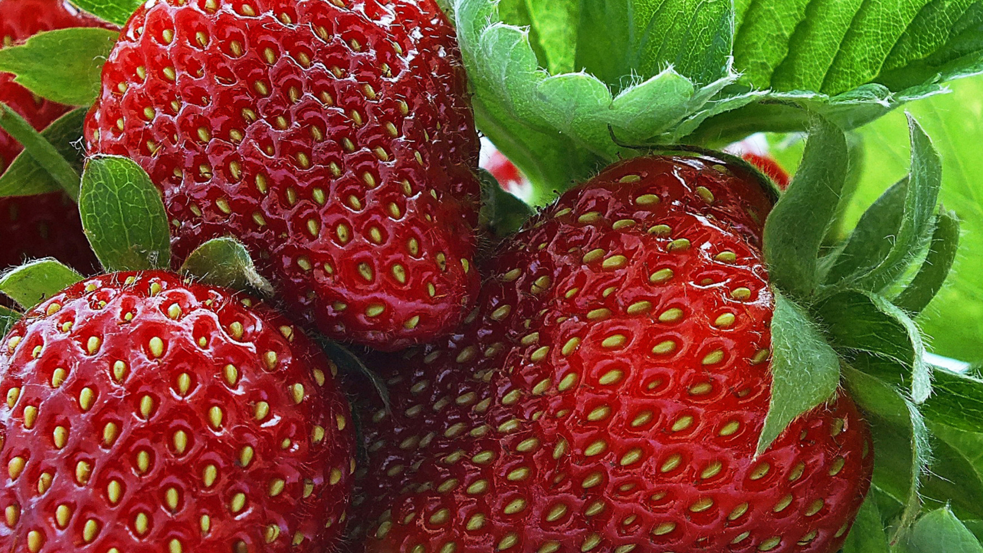 Screenshot №1 pro téma Macro Strawberries 1920x1080