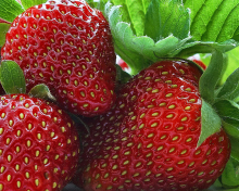 Macro Strawberries wallpaper 220x176