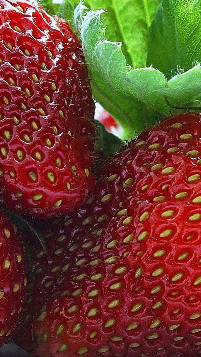 Sfondi Macro Strawberries 640x1136