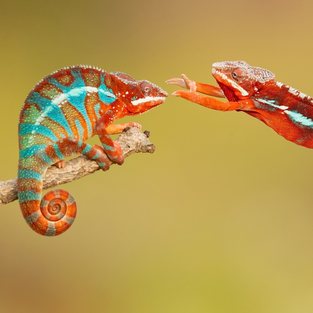 Panther chameleon wallpaper 1024x1024