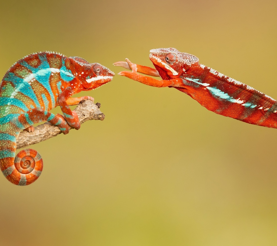 Das Panther chameleon Wallpaper 1080x960