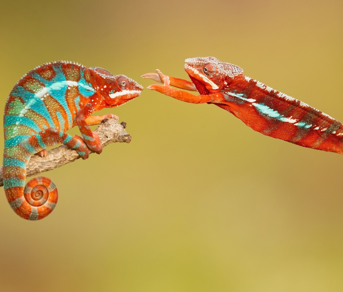 Panther chameleon wallpaper 1200x1024