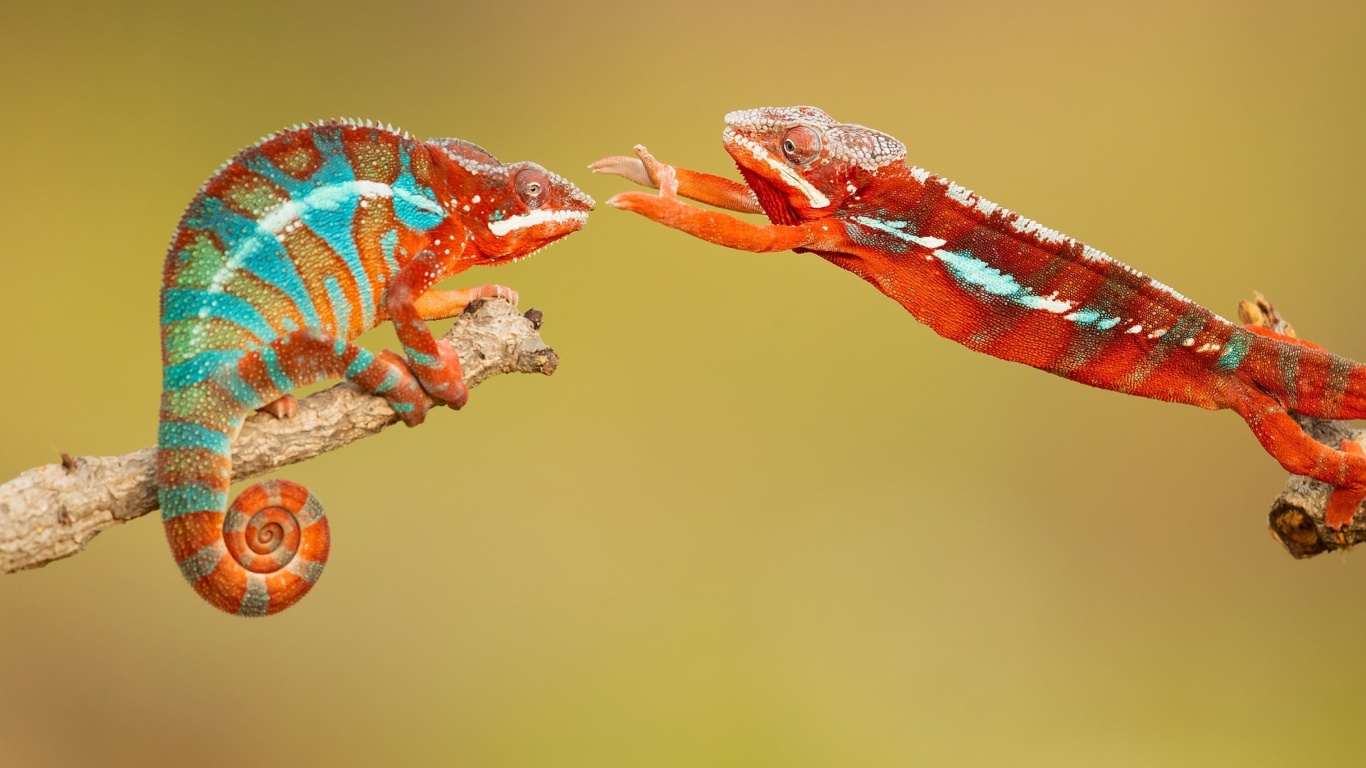 Sfondi Panther chameleon 1366x768