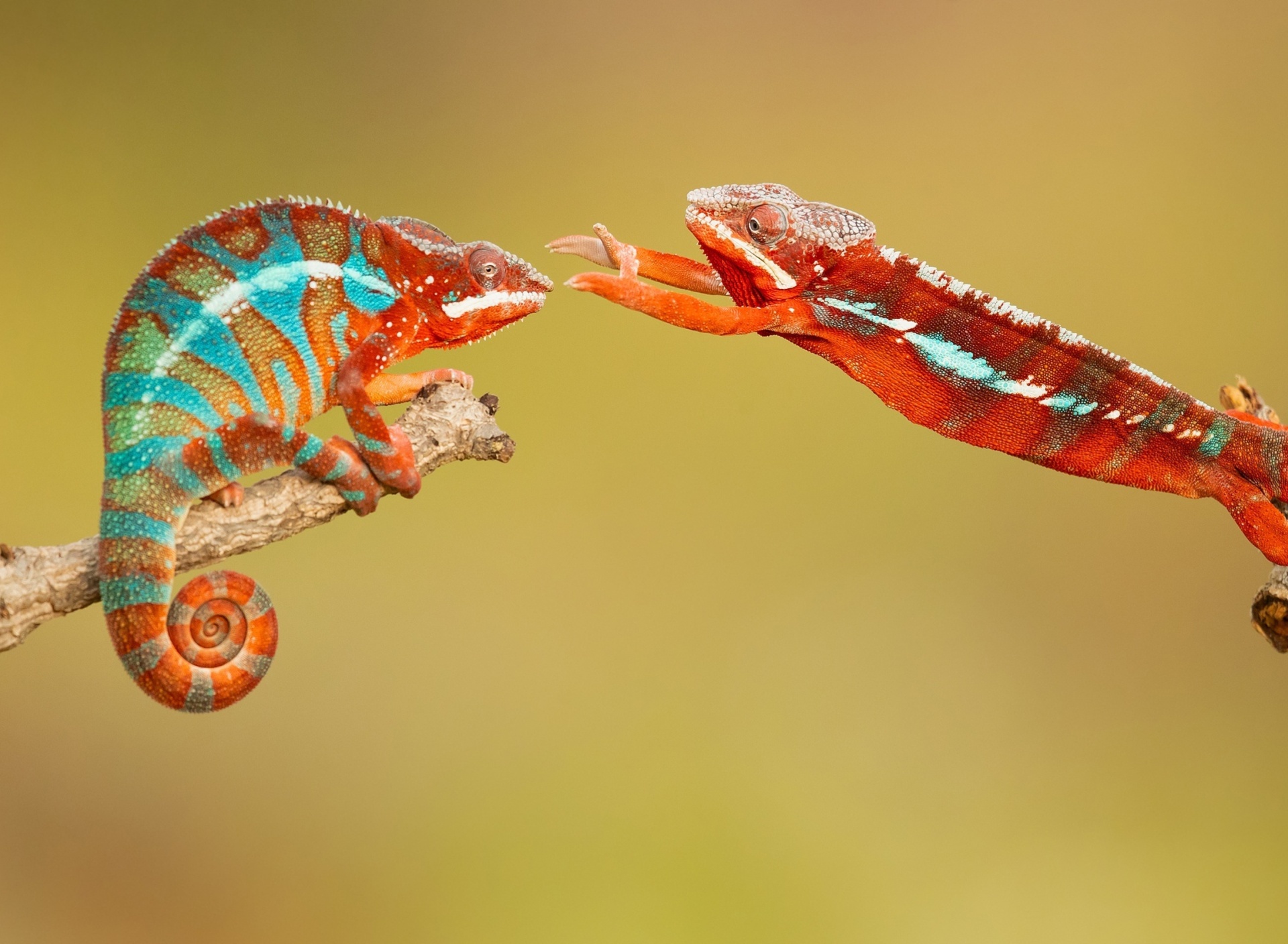 Обои Panther chameleon 1920x1408