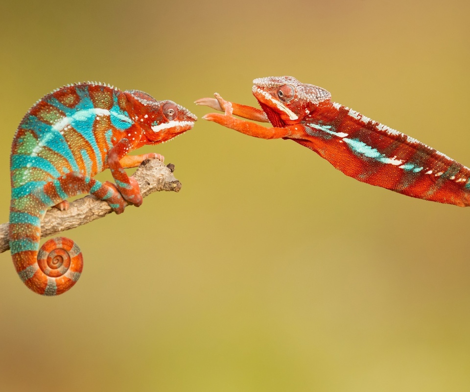 Panther chameleon screenshot #1 960x800