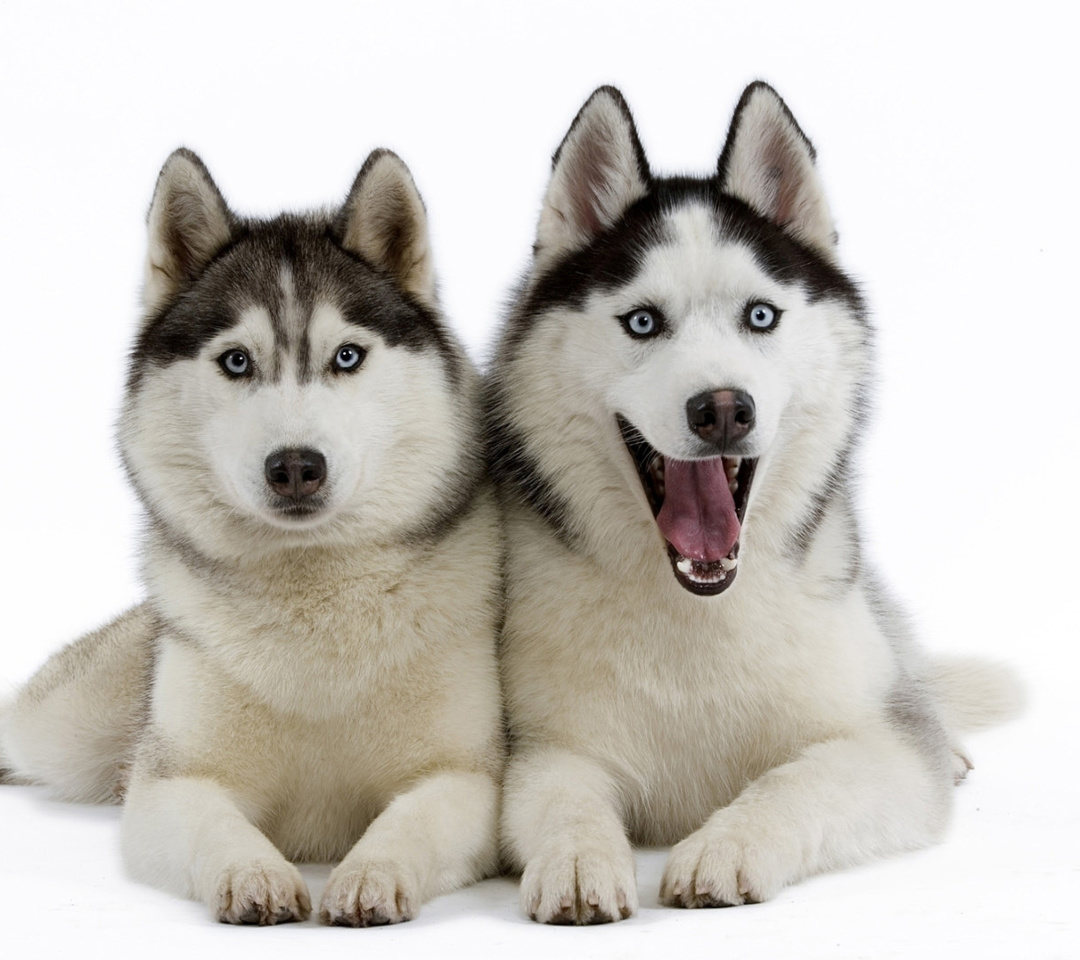 Обои Siberian Huskies 1080x960