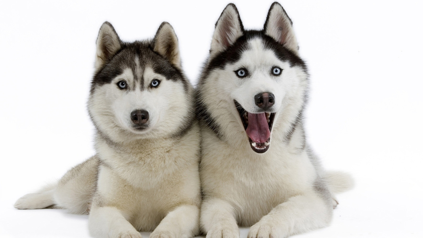 Обои Siberian Huskies 1366x768