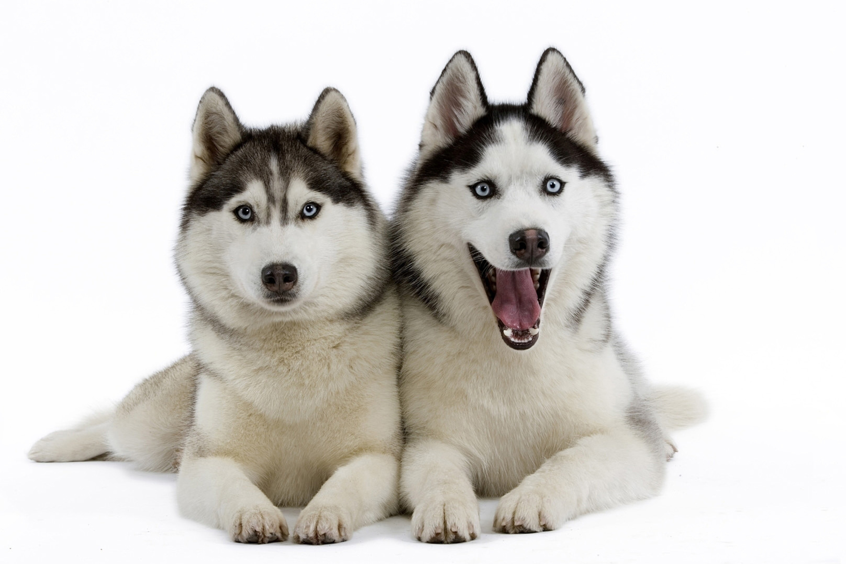 Screenshot №1 pro téma Siberian Huskies 2880x1920