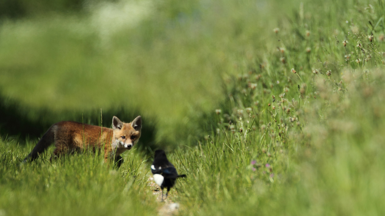 Das Little Fox Hunting Wallpaper 1280x720