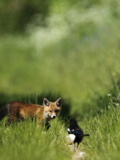 Fondo de pantalla Little Fox Hunting 240x320