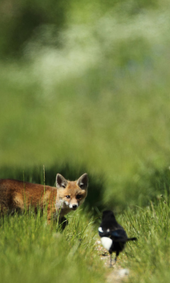 Обои Little Fox Hunting 240x400