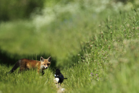 Обои Little Fox Hunting 480x320