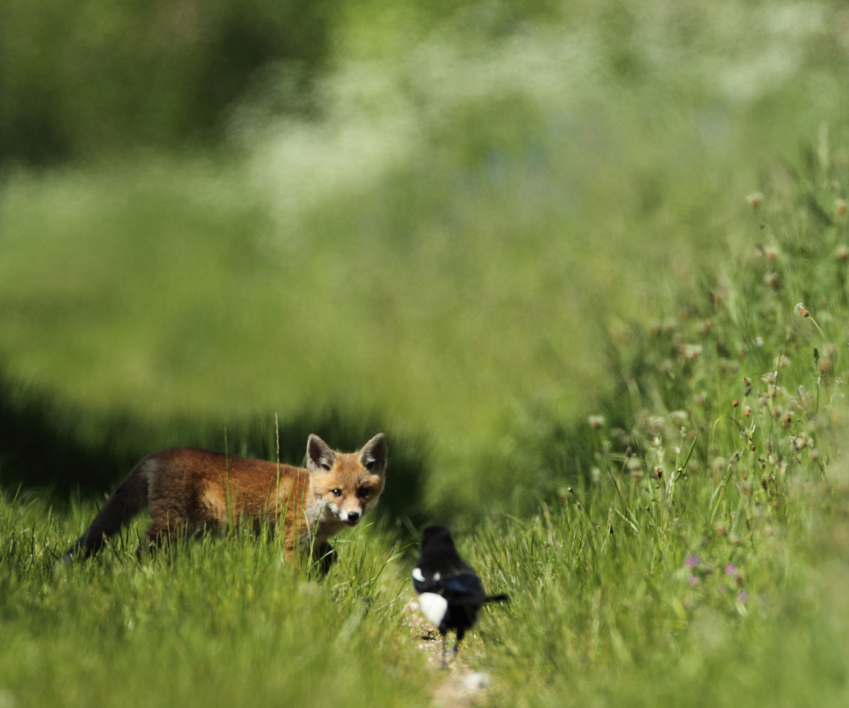 Обои Little Fox Hunting 960x800