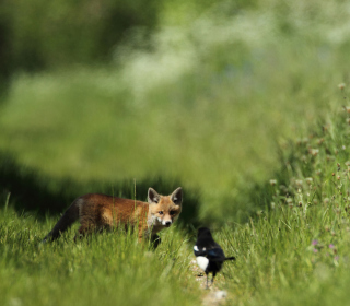 Little Fox Hunting sfondi gratuiti per 128x128