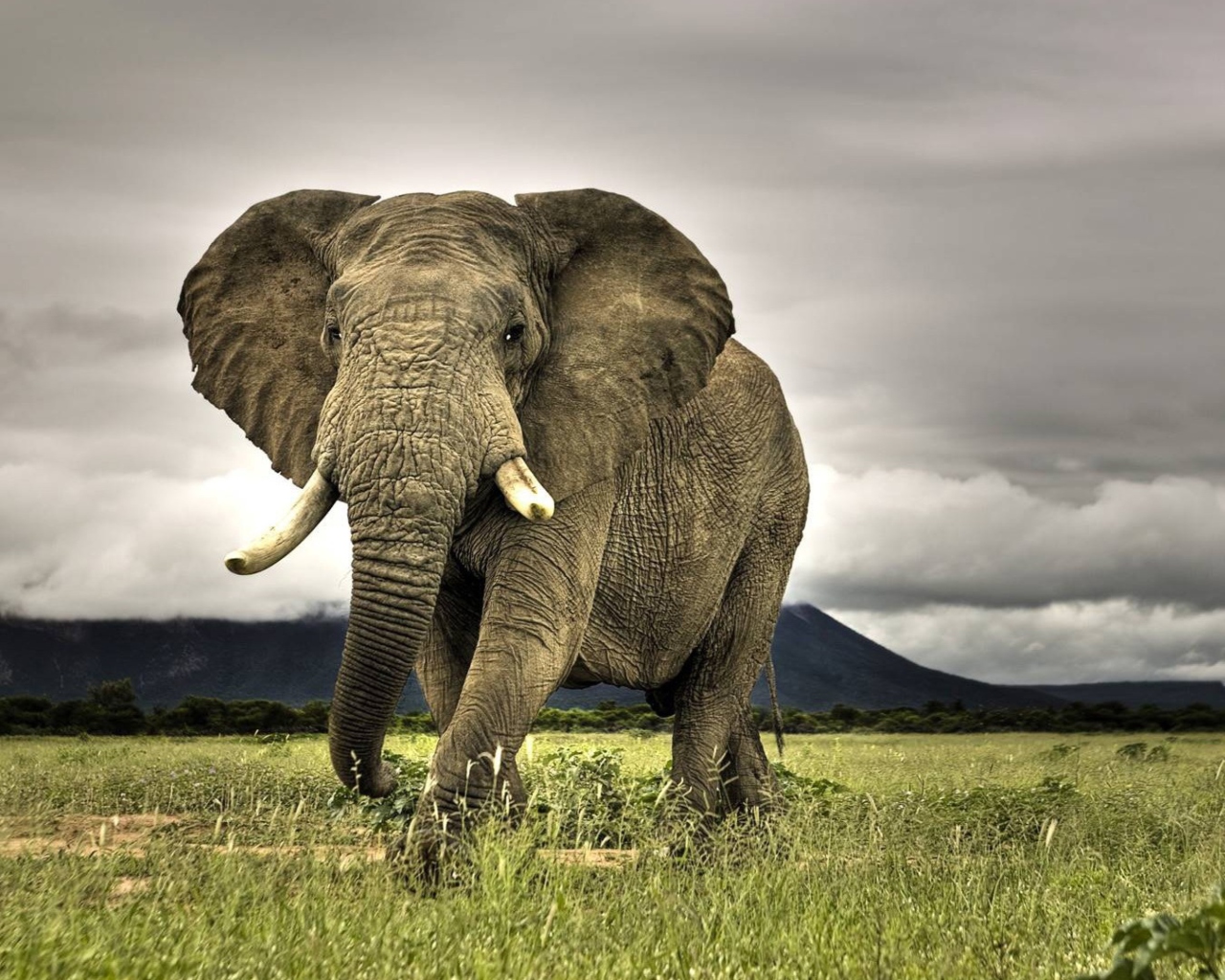 Das Great Elephant Wallpaper 1280x1024