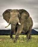 Das Great Elephant Wallpaper 128x160