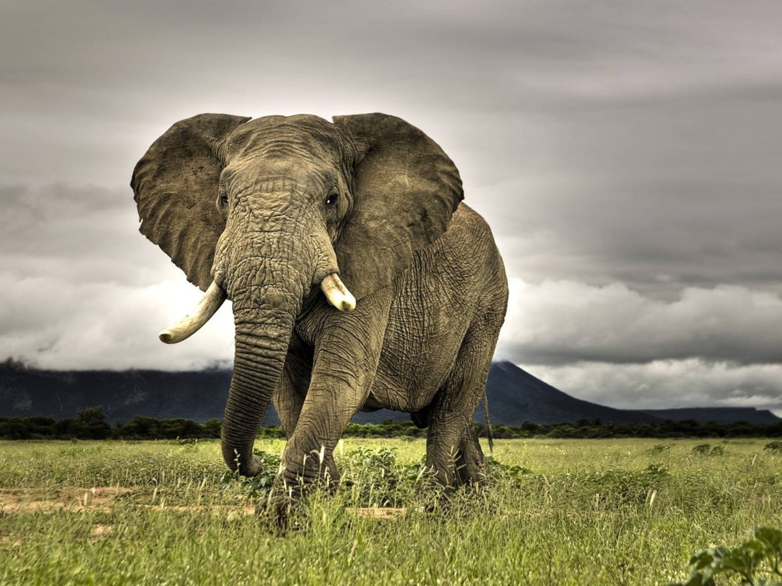 Sfondi Great Elephant 1600x1200