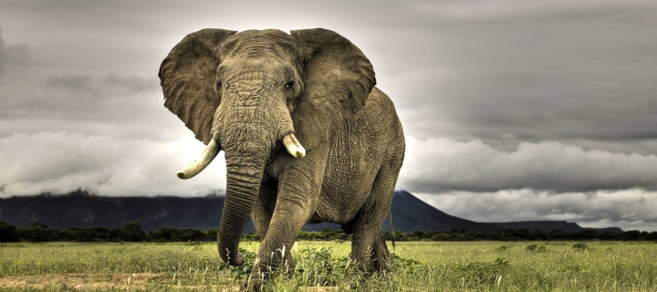 Sfondi Great Elephant 720x320