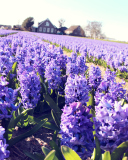 Hyacinth Field screenshot #1 128x160