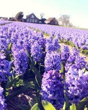 Das Hyacinth Field Wallpaper 176x220