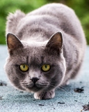 Gray Cat wallpaper 128x160