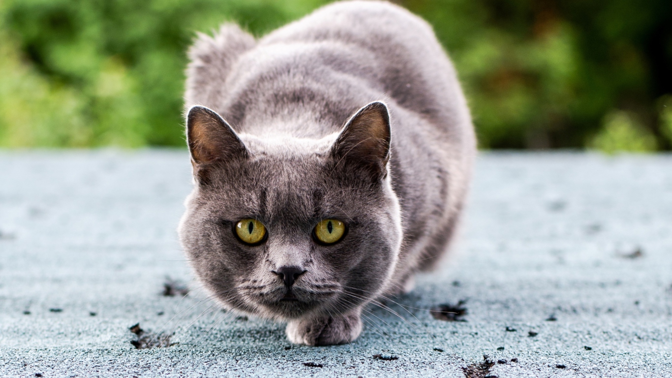 Das Gray Cat Wallpaper 1366x768