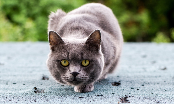 Sfondi Gray Cat