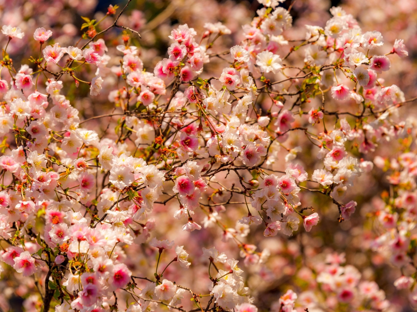 Sfondi Spring flowering macro 1400x1050