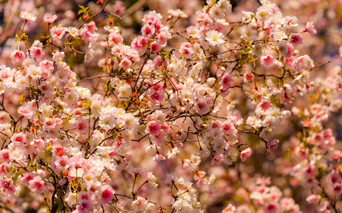 Spring flowering macro wallpaper 1440x900