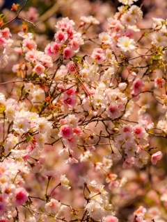 Das Spring flowering macro Wallpaper 240x320