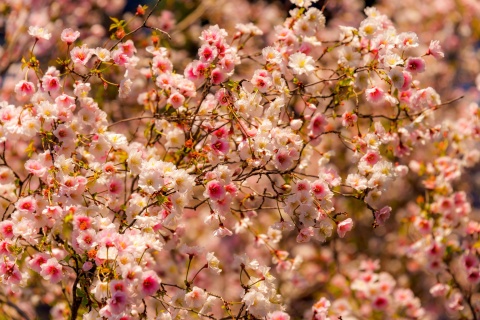 Spring flowering macro wallpaper 480x320