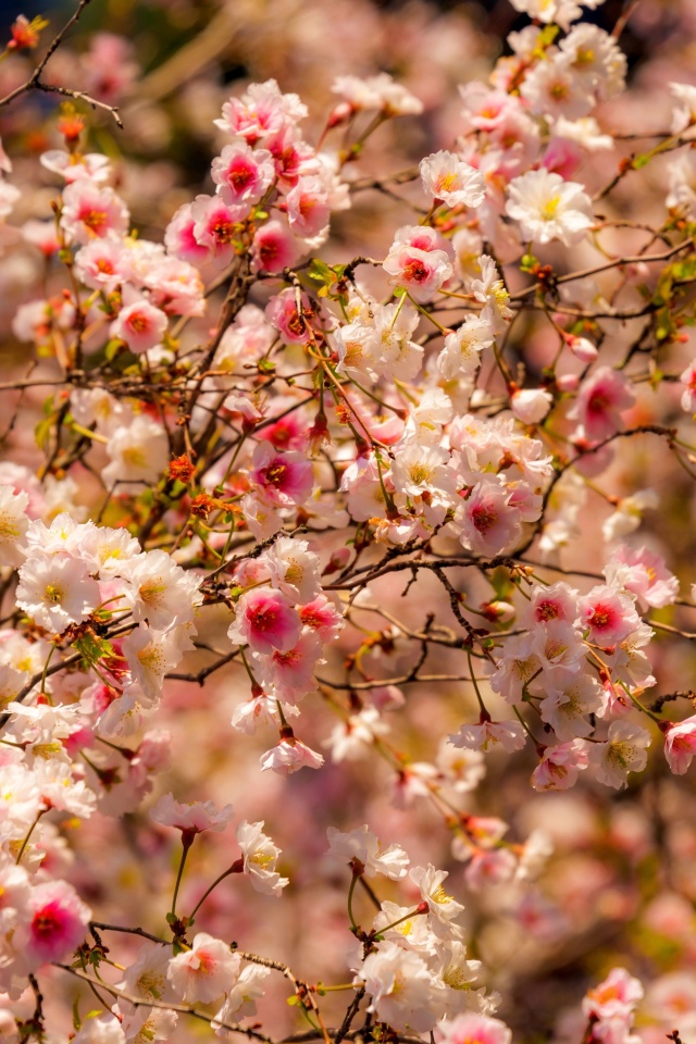 Fondo de pantalla Spring flowering macro 640x960