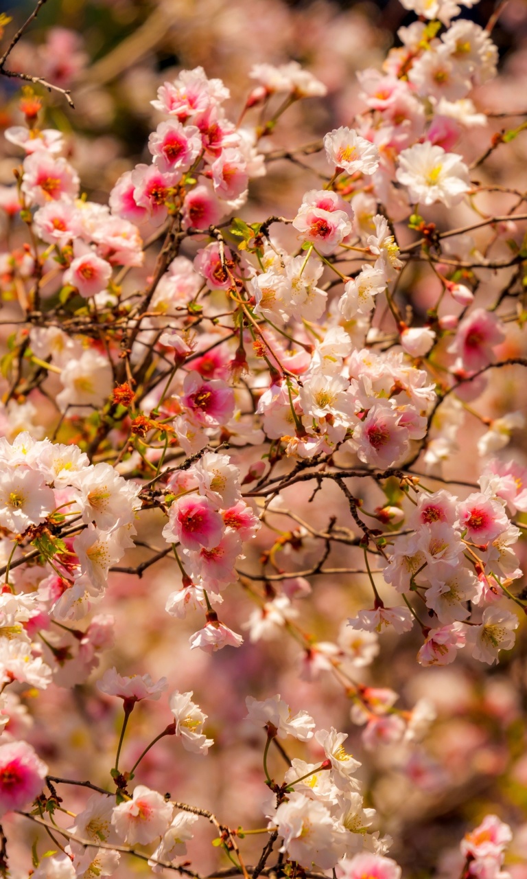 Das Spring flowering macro Wallpaper 768x1280