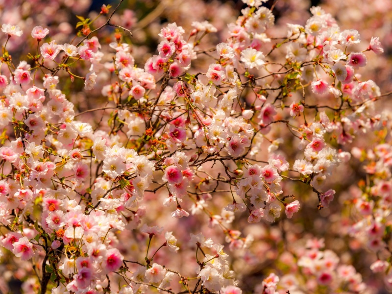 Spring flowering macro screenshot #1 800x600