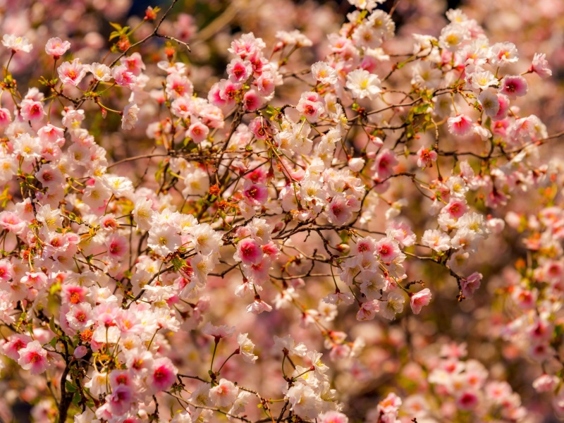 Spring flowering macro wallpaper 800x600