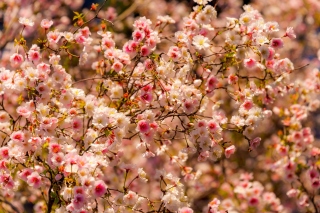 Spring flowering macro Wallpaper for Android, iPhone and iPad