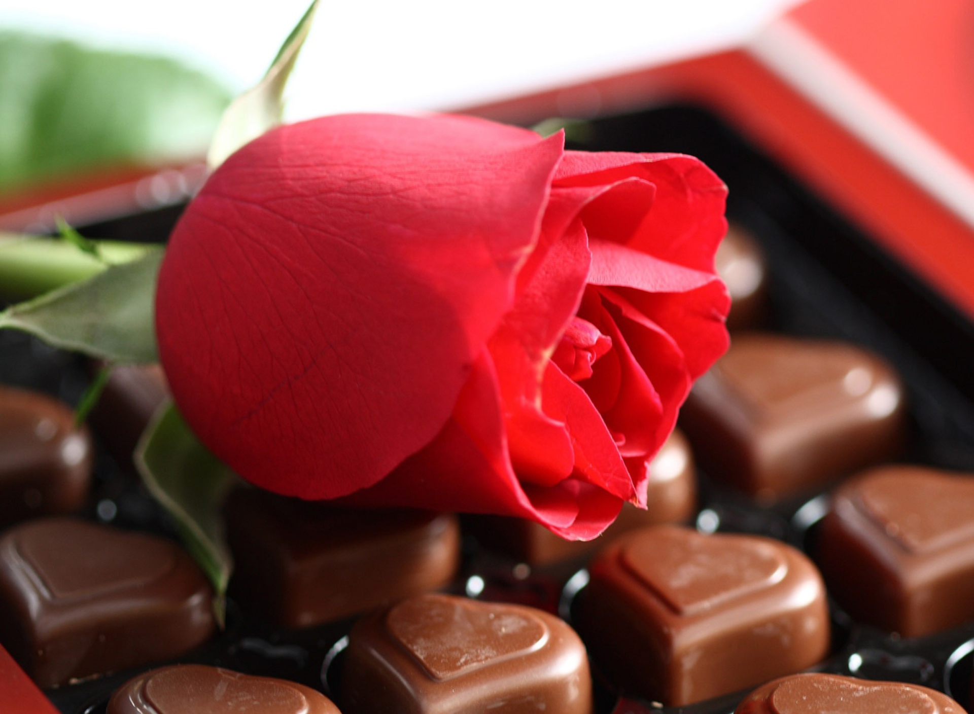 Das Chocolate And Rose Wallpaper 1920x1408