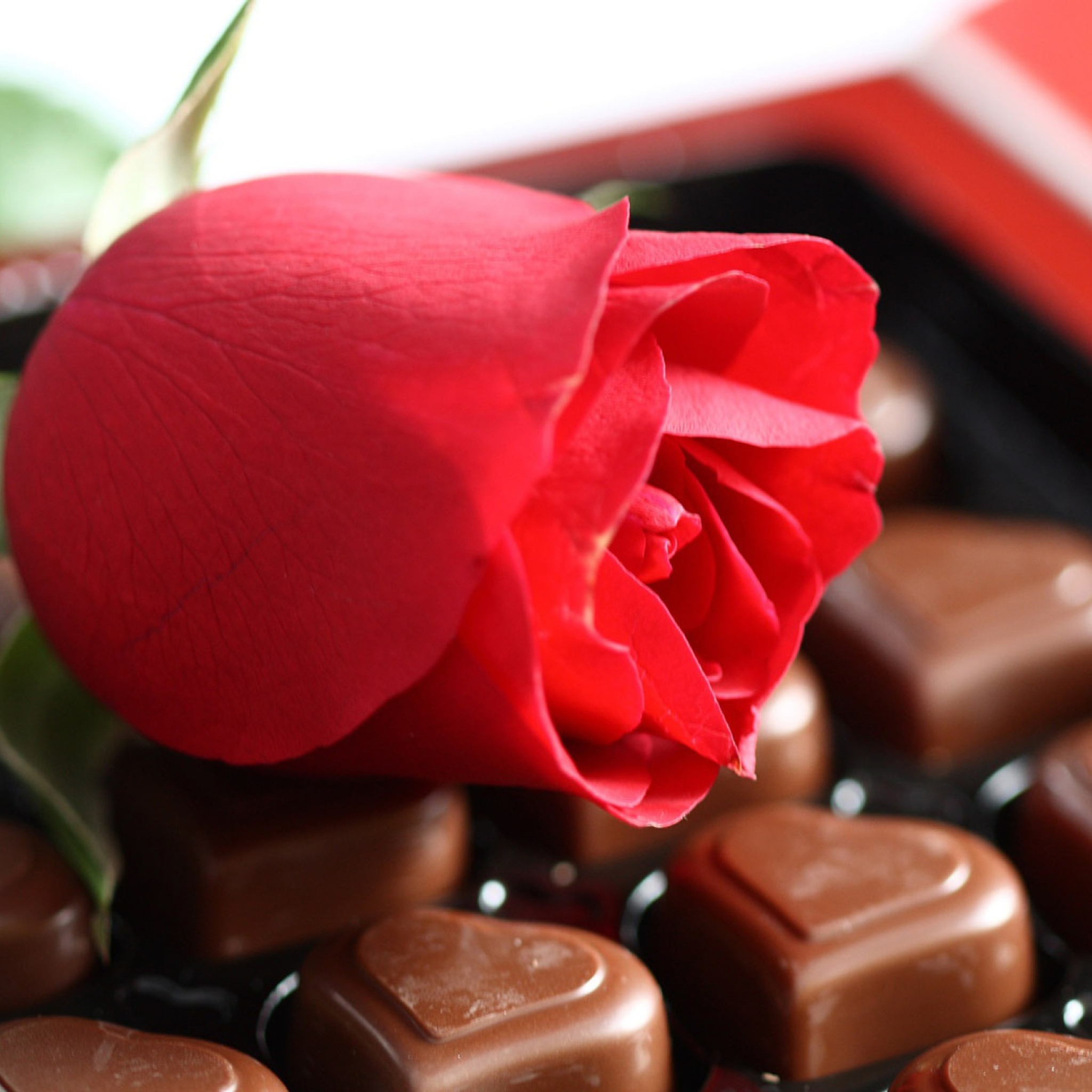 Sfondi Chocolate And Rose 2048x2048