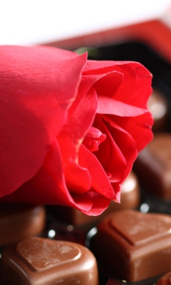 Sfondi Chocolate And Rose 240x400