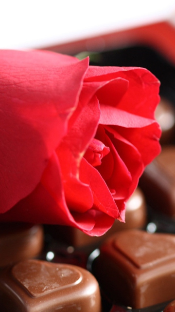 Fondo de pantalla Chocolate And Rose 360x640