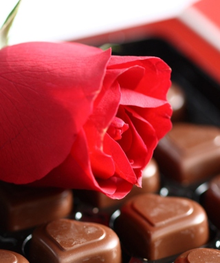 Chocolate And Rose - Obrázkek zdarma pro 768x1280