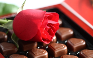 Chocolate And Rose Picture for Android, iPhone and iPad