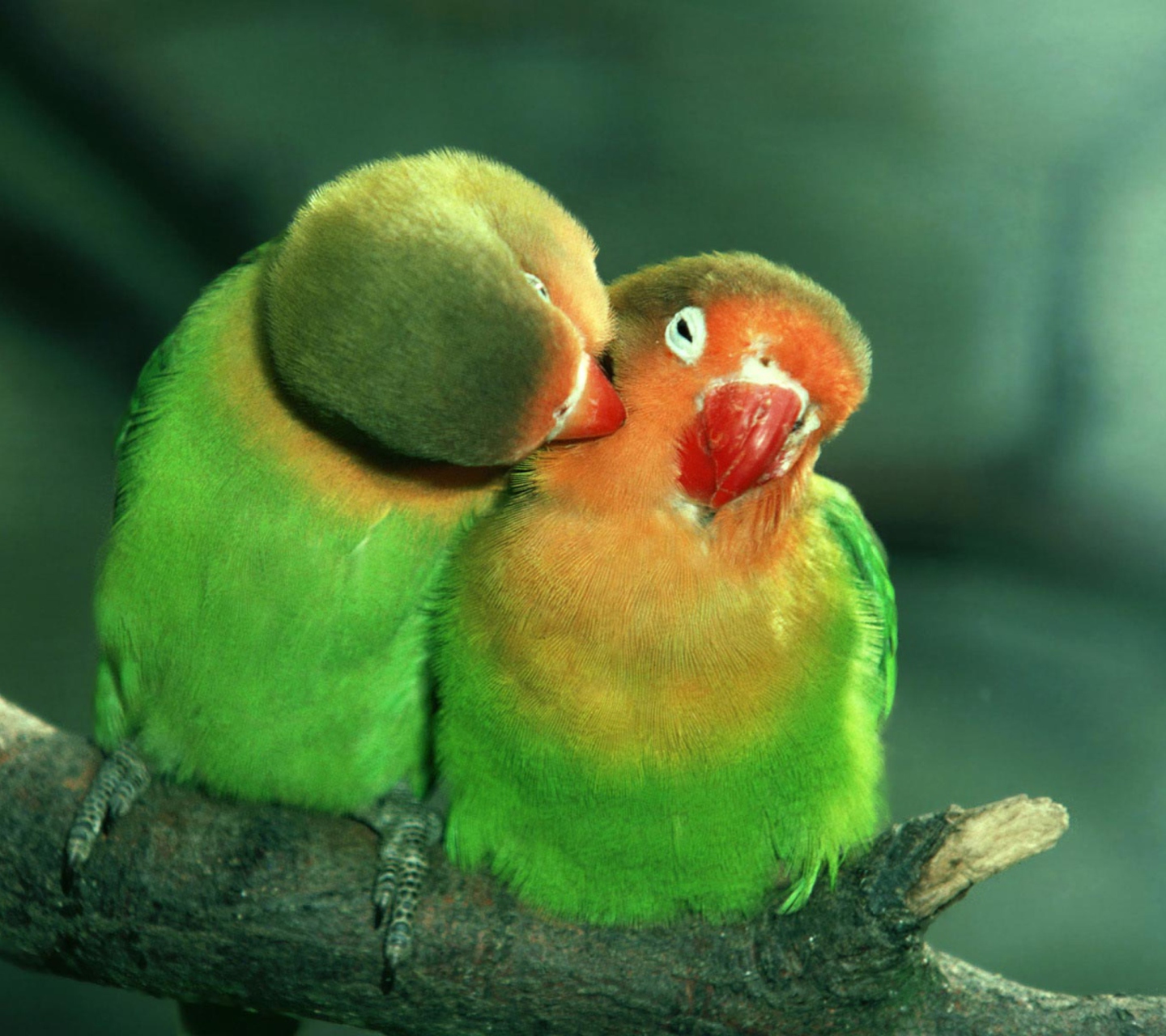 Screenshot №1 pro téma Parrots Love 1440x1280