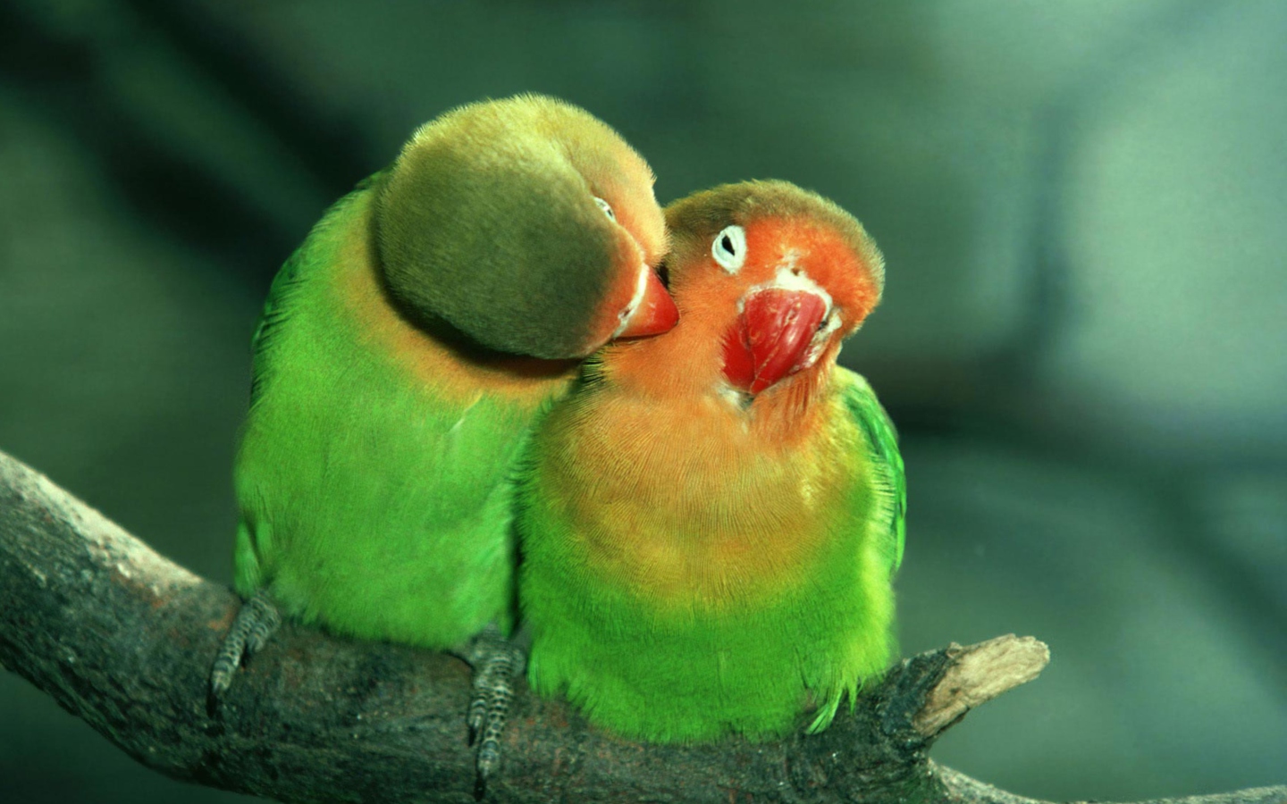 Screenshot №1 pro téma Parrots Love 1440x900