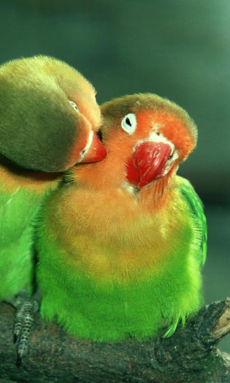 Обои Parrots Love 768x1280