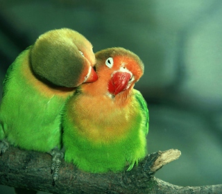 Parrots Love sfondi gratuiti per iPad 2