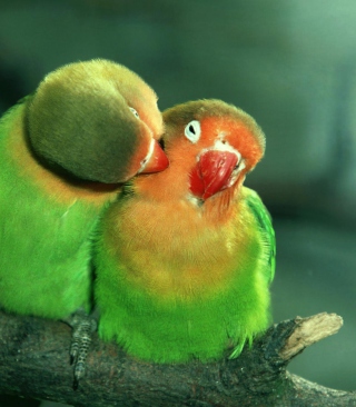 Parrots Love - Obrázkek zdarma pro Nokia Asha 300