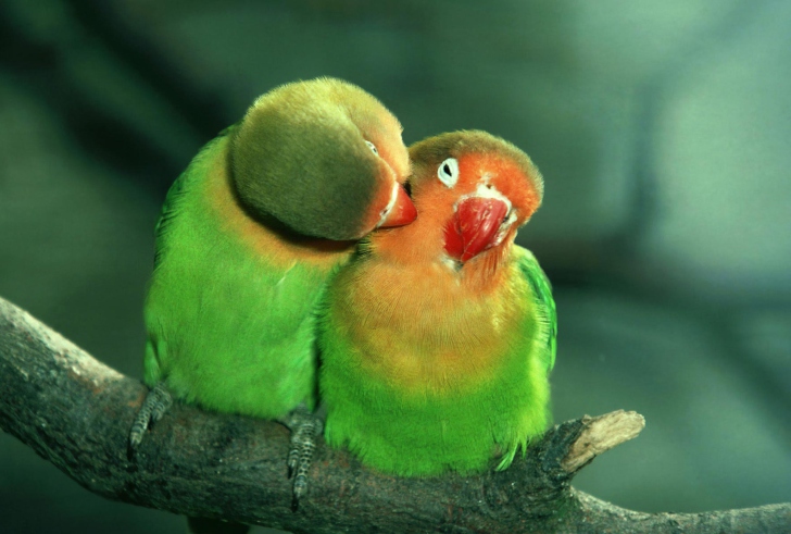 Screenshot №1 pro téma Parrots Love