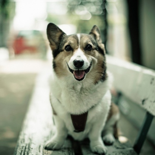 Dog On Bench - Obrázkek zdarma pro iPad Air
